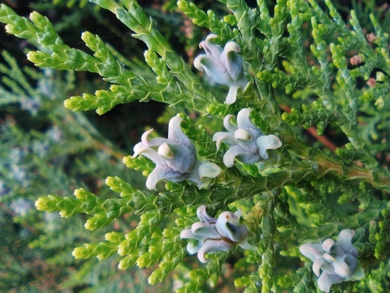 Emerald Green Arborvitae - Fort Wayne Trees