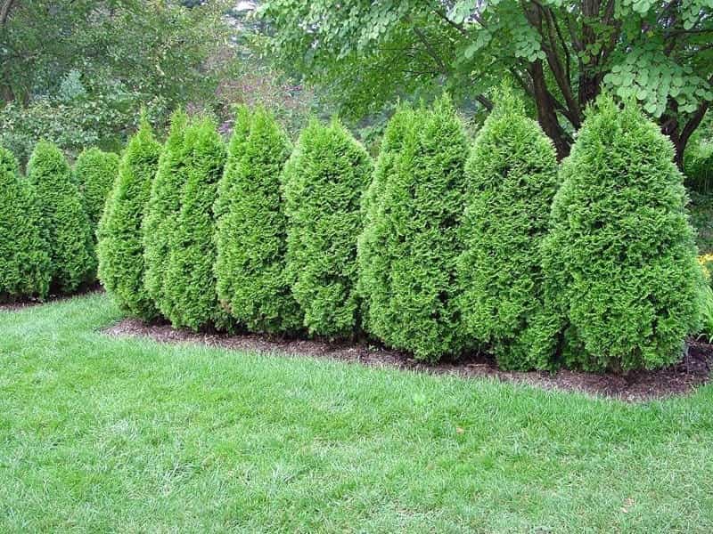 Emerald Green Arborvitae - PlantAddicts.com