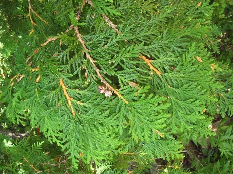 Emerald Green Arborvitae For Sale - Buy Thuja Occidentalis