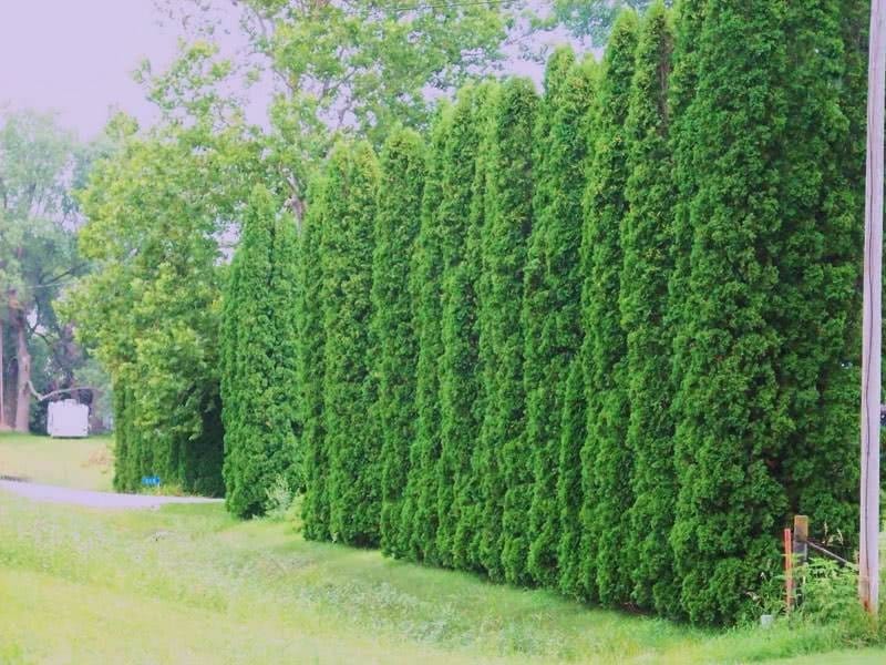 Emerald Green Arborvitae Trees for Sale Online - Garden Goods Direct