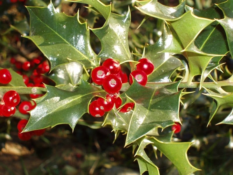 English Holly Plant Care - Tips For Growing English Hollies In The Landscape