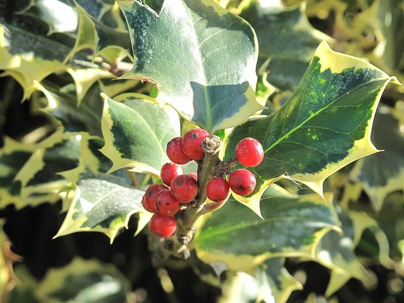English Holly Tree Seeds - Ilex aquifolium