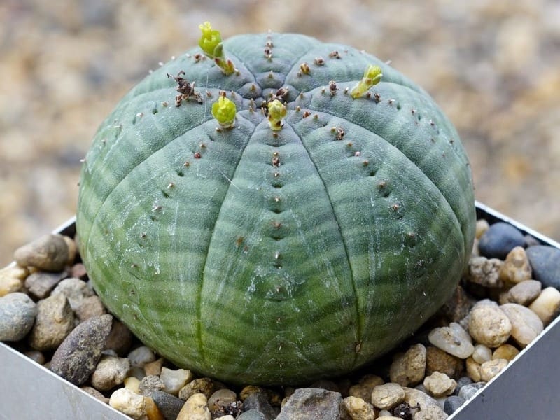 Euphorbia 'Trigona Mint Cream' - Nursery Buy