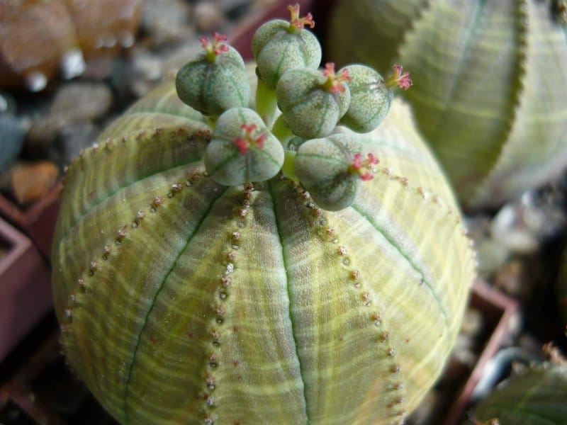 Euphorbia - Wikipedia