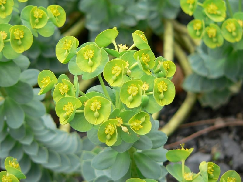 Euphorbia Ingens, a tough cowboy cactus. - FloraStore