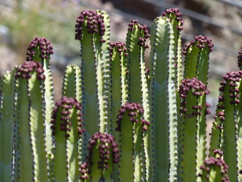 Euphorbia Plant Care - Growing Tips For Euphorbia Plants