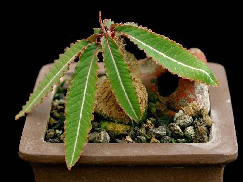 Euphorbia Trigona Rubra 'Green Fantasy' - Nursery Buy