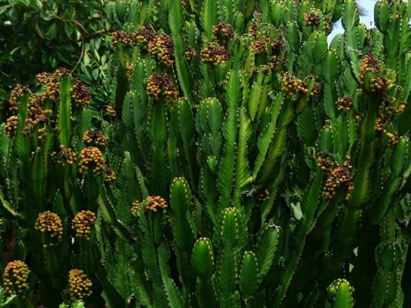 Euphorbia enopla: characteristics and care - Cyber \u200b\u200bcactus