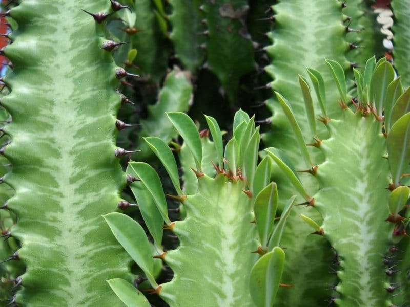 Euphorbia stellata - Uhlig Kakteen - more than 5,000 different species