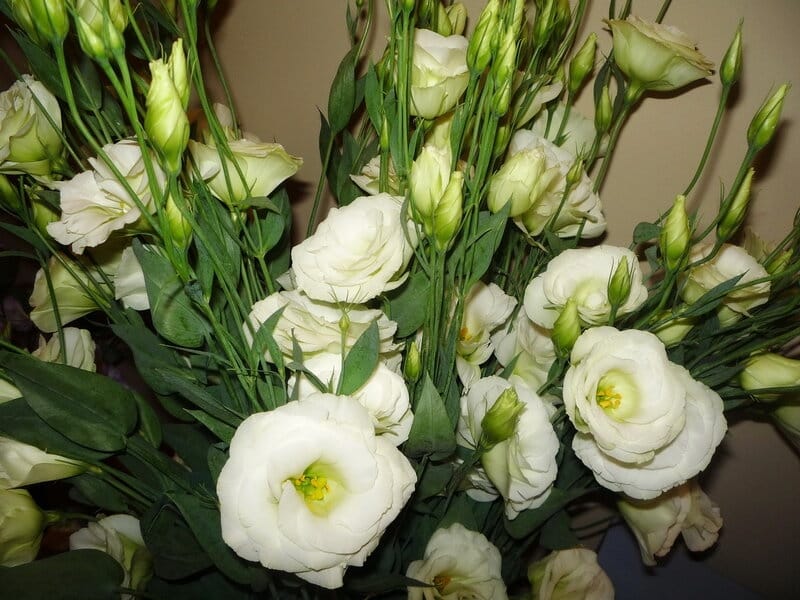 Eustoma grandiflorum, 'Echo' Series, 'Echo White', F1 Hybrid Seeds £2.95  from Chiltern Seeds - Chiltern Seeds Secure Online Seed Catalogue and Shop