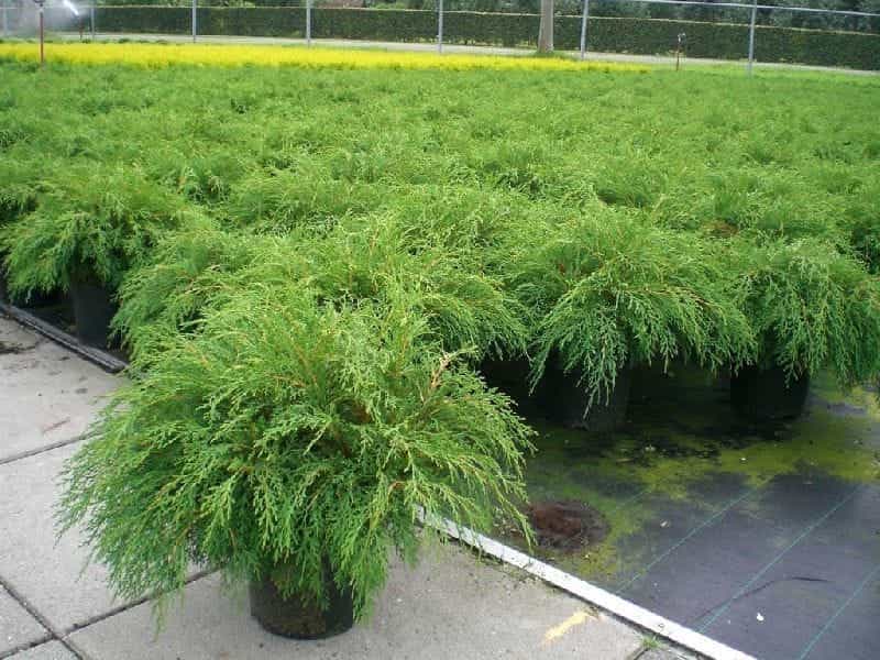 Evergreen Microbiota Decussata (Siberian Carpet Cypress, Russian Stock  Image - Image of beautiful, background: 102286003