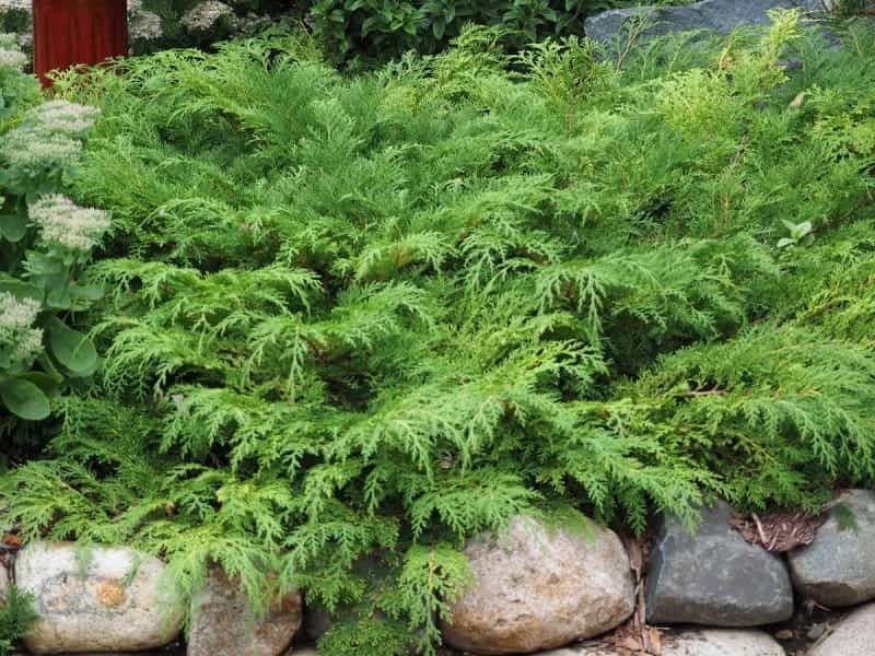 Evergreen Microbiota Decussata (Siberian Carpet Cypress, Russian Stock  Image - Image of cedrus, relict: 102285647