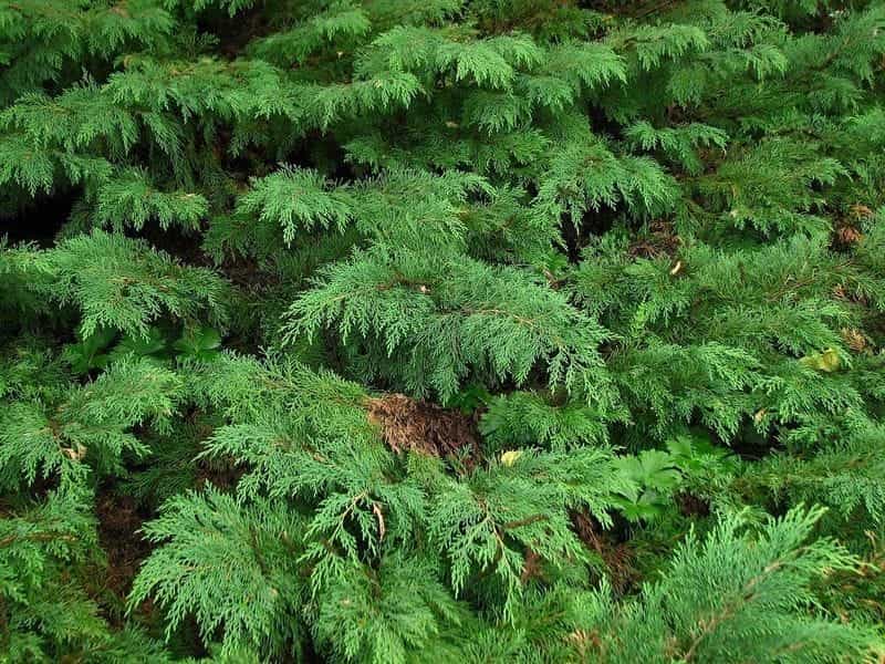 Evergreen Microbiota Decussata (Siberian Carpet Cypress, Russian Stock  Image - Image of leaf, pine: 102285691