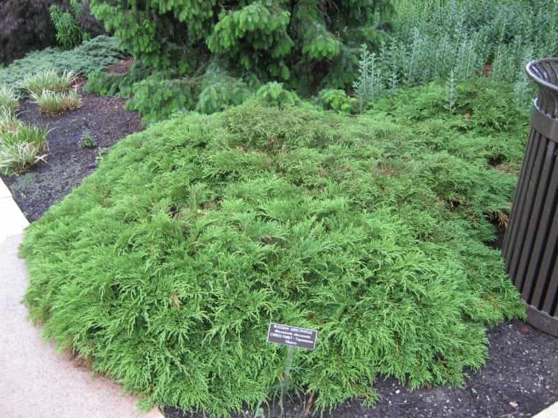 Evergreen Microbiota Decussata (Siberian Carpet Cypress, Russian Stock  Photo - Image of cypress, beauty: 102284910