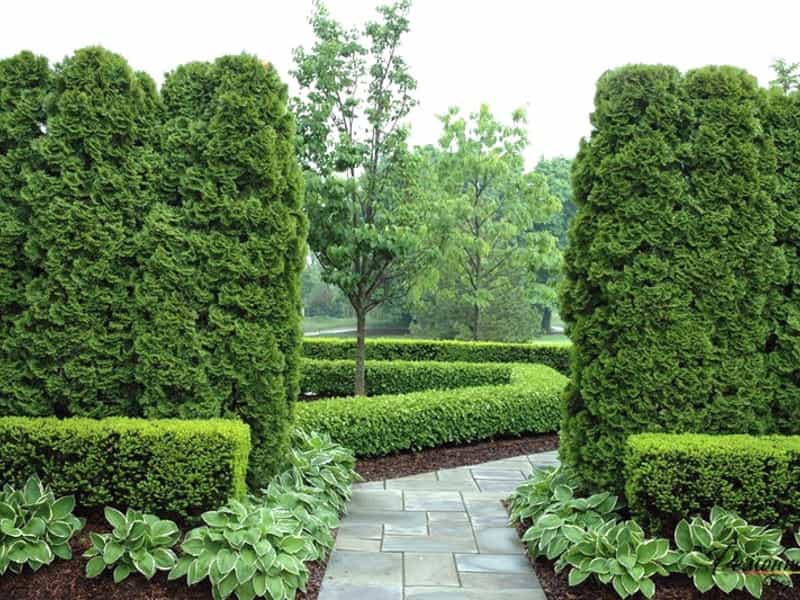 Everything You Need to Know About the Emerald Green Arborvitae Tree