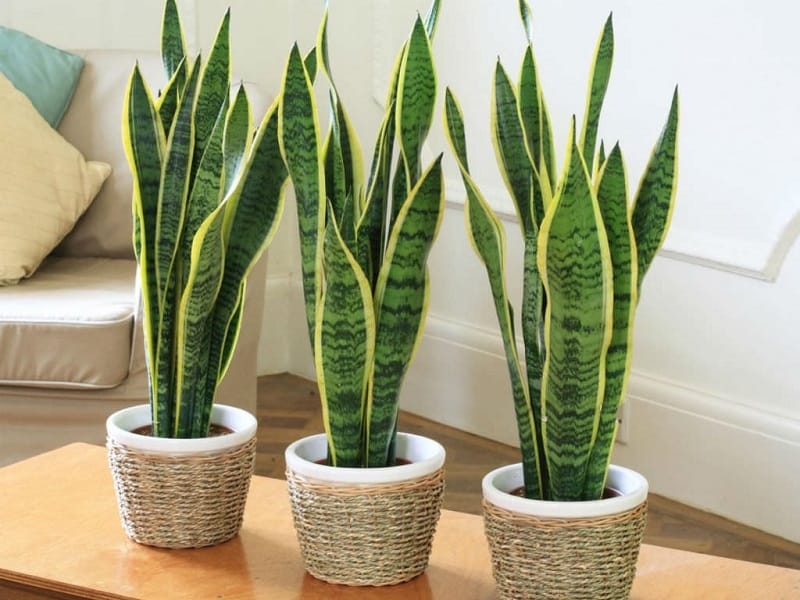 Everything You Need to Know About the Snake Plant - Succulent City