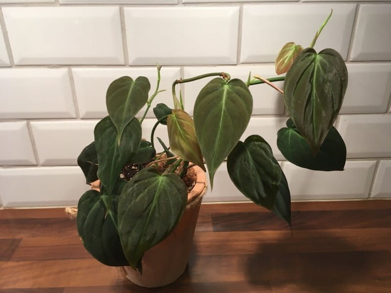 Everything you NEED to know about caring for, and maturing your Philodendron  Micans (Hederaceum) - YouTube