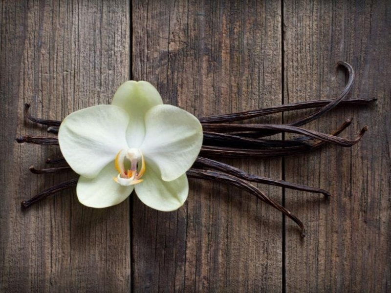 Exotic vanilla flower Stock Photo by ©belchonock 174355988