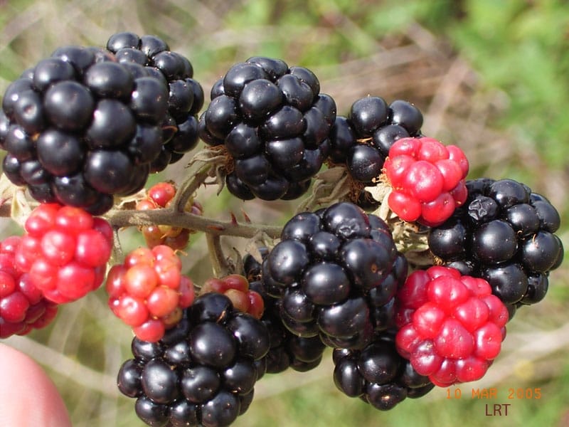 FIELD NOTES: Himalayan blackberry requires combat, creativity to control -  Vashon-Maury Island Beachcomber