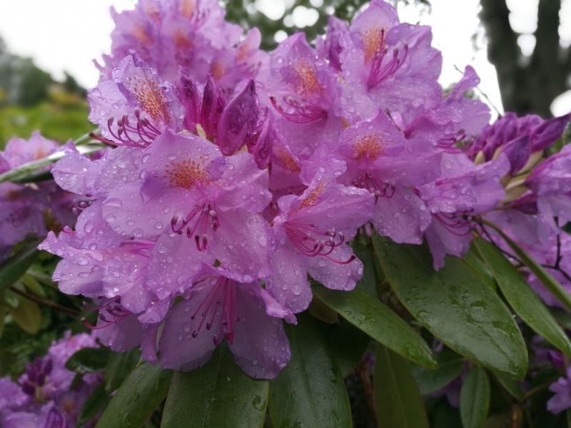 Fascinating Meaning and Symbolism of Rhododendron Flower Color - Florgeous