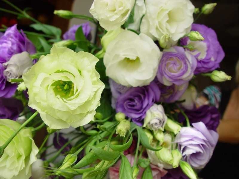 Faux Eustoma - Champagne - The Bloom Room