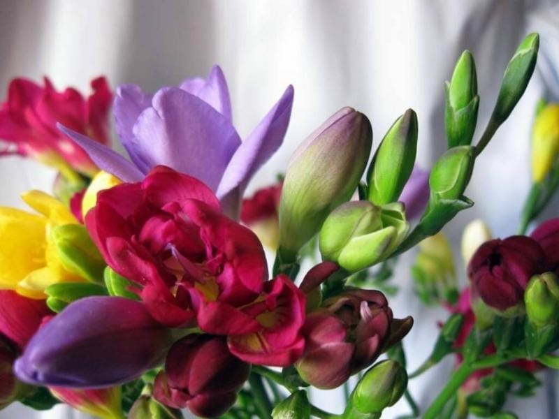 Faux Freesia Flowers in Violet Purple - 27\