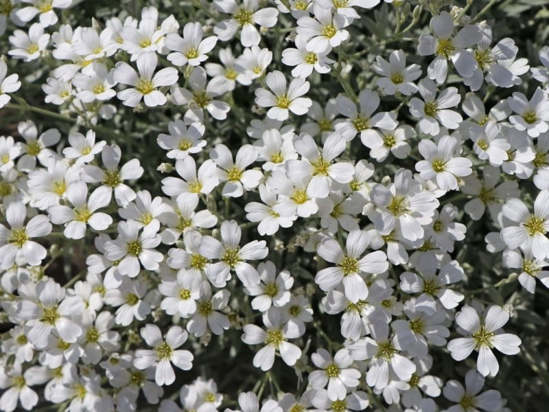 Felted Hornwort Cerastium Tomentosum Spring Stock Photo by ©mschuppi  394940330