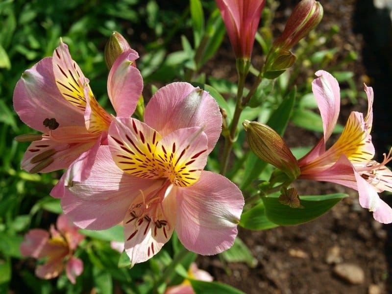 File:Alstroemeria flowers apricot colour.jpg - Wikimedia Commons