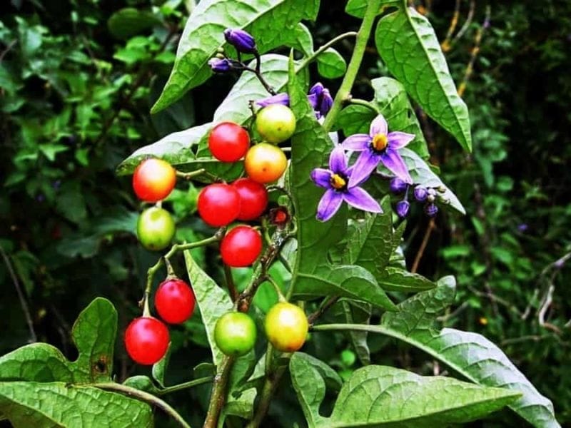 File:Bittersweet Nightshade (Solanum dulcamara) - Kitchener, Ontario 01.jpg  - Wikimedia Commons