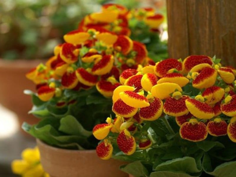 File:Calceolaria uniflora Lam.jpg - Wikimedia Commons