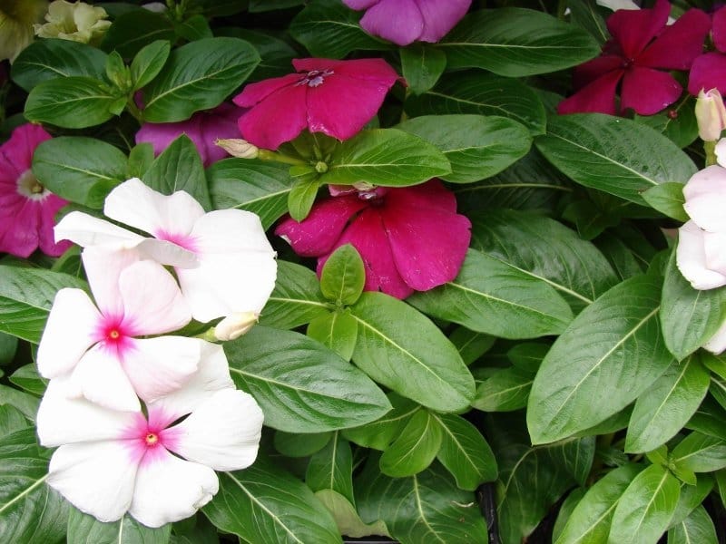 File:Catharanthus July 2013-1.jpg - Wikimedia Commons
