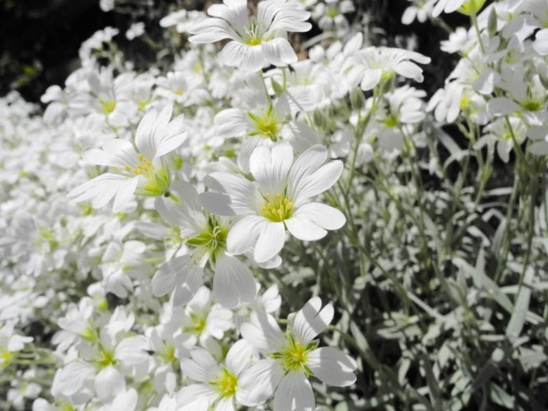 File:Cerastium tomentosum 2.jpg - Wikimedia Commons