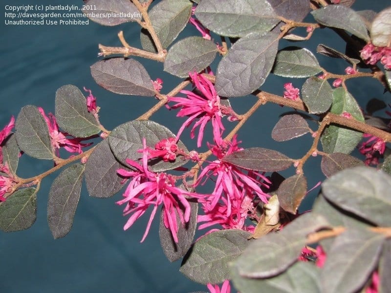 File:Chinese Fringe Flower (Loropetalum chinensis) 1.jpg - Wikimedia Commons