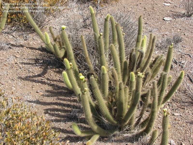 File:Cleistocactus strausii (Silver Torch Cactus) (3506065548).jpg -  Wikimedia Commons