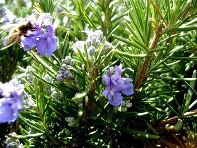 File:Coastal Rosemary flowers (6017541343).jpg - Wikimedia Commons