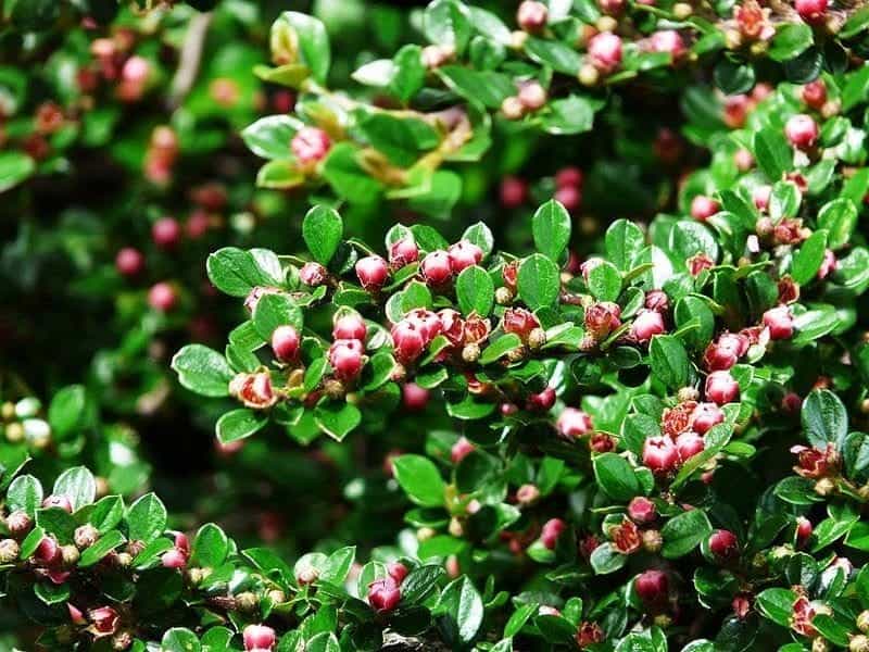 File:Cotoneaster acuminatus - berries (aka).jpg - Wikimedia Commons