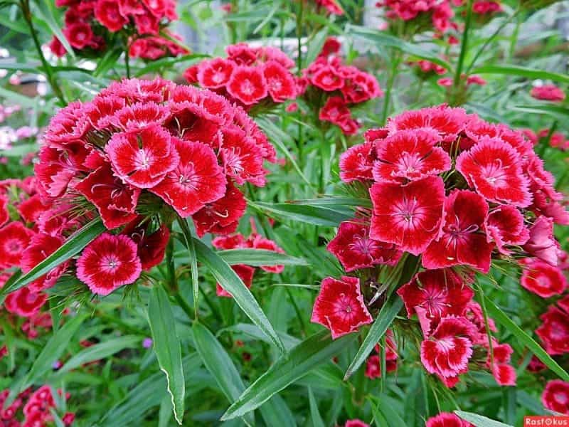 File:Dianthus barbatus (02).jpg - Wikimedia Commons