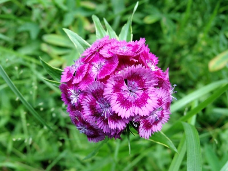 File:Dianthus barbatus by A - 2020-06-18.jpg - Wikimedia Commons