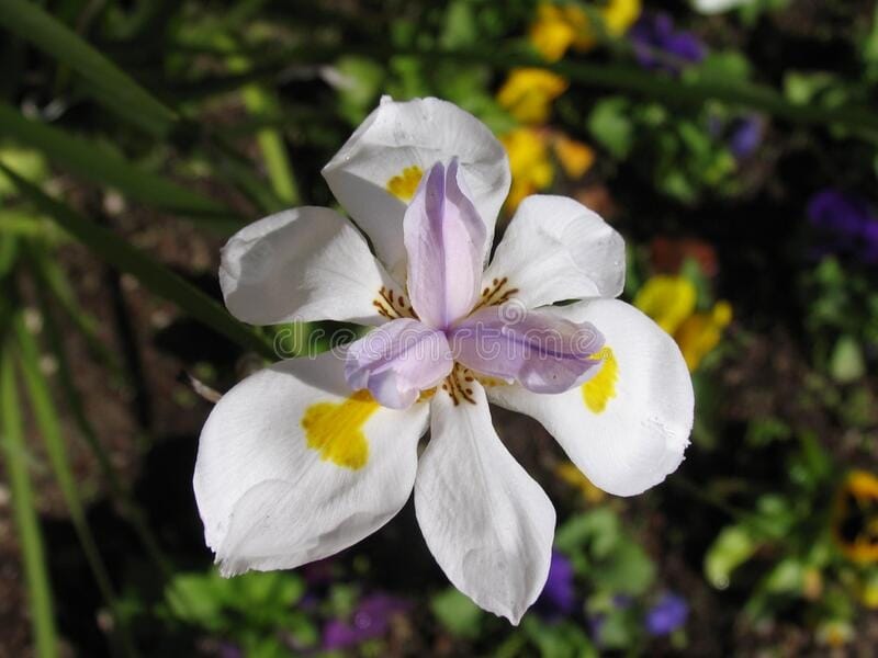 File:Dietes grandiflora or Fairy Iris.jpg - Wikimedia Commons