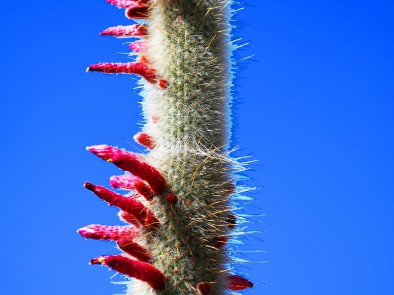 File:Flowers by silver torch cactus.jpg - Wikimedia Commons