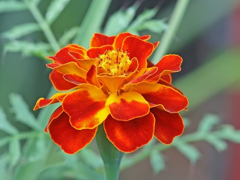 File:French marigold Tagetes patula.jpg - Wikipedia