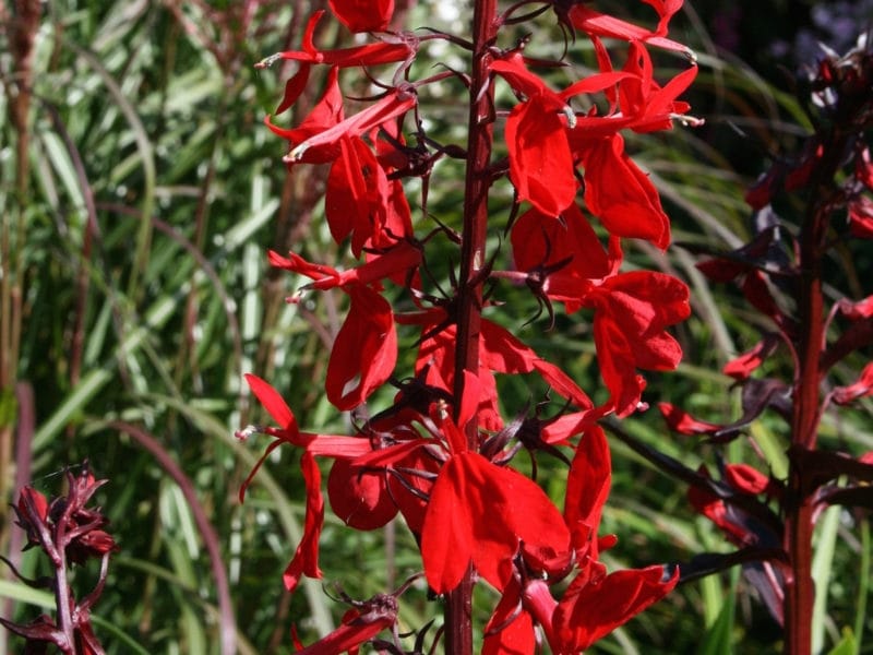 File:Lobelia cardinalis - Cardinal Flower.jpg - Wikimedia Commons