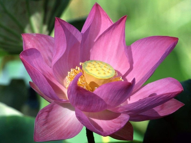 File:Lotus flower (978659).jpg - Wikimedia Commons