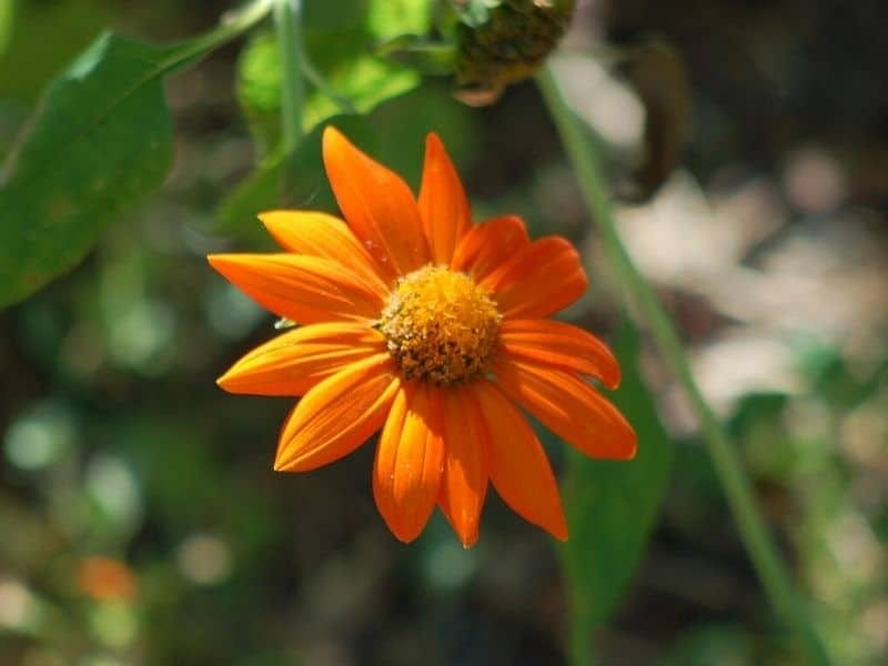 File:Mexican Sunflower Tithonia rotundifolia Plants 3008px.jpg - Wikimedia  Commons