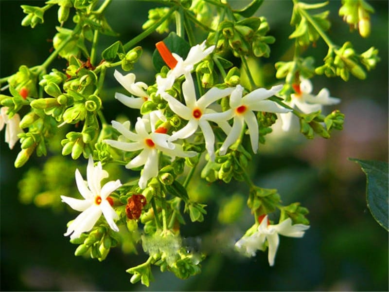 File:Night-blooming jasmine (Cestrum nocturnum ) - Flickr - Tatters ❀.jpg -  Wikimedia Commons