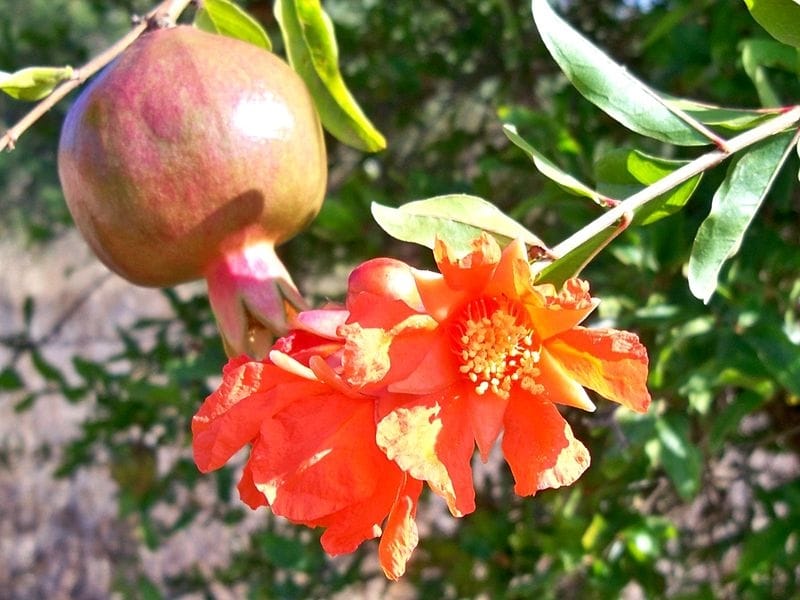 File:Pomegranate Flowers.jpg - Wikimedia Commons