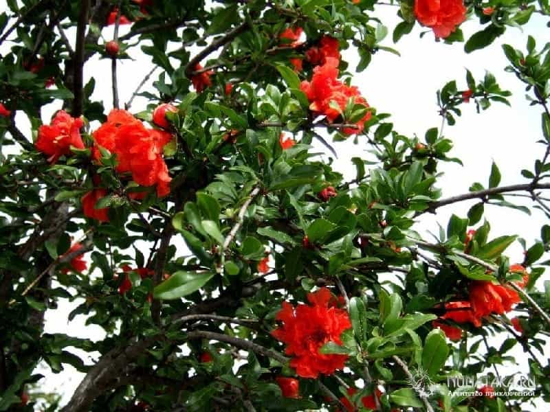 File:Pomegranate flower 05.jpg - Wikimedia Commons