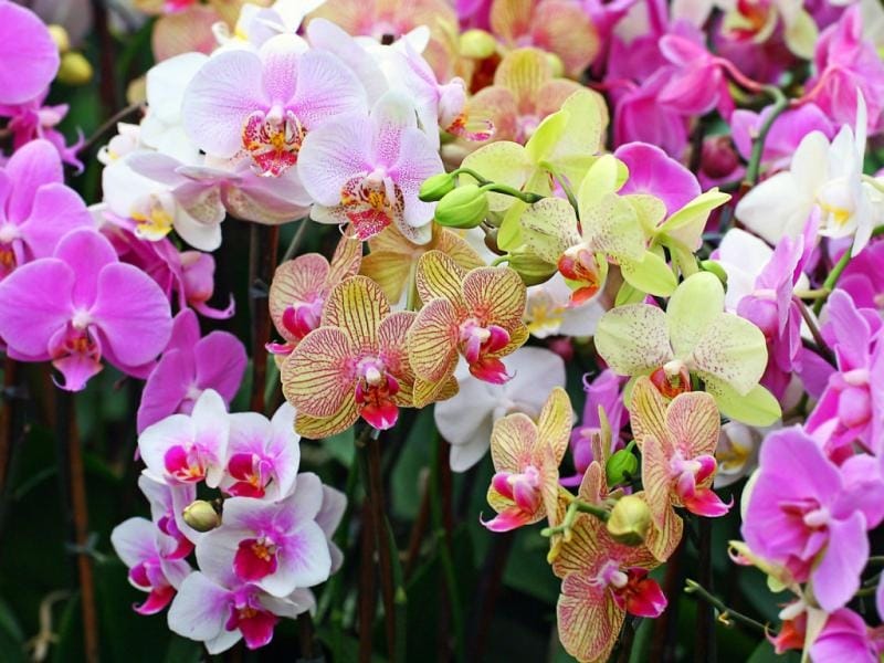 File:Purple Orchid Flower.jpg - Wikimedia Commons