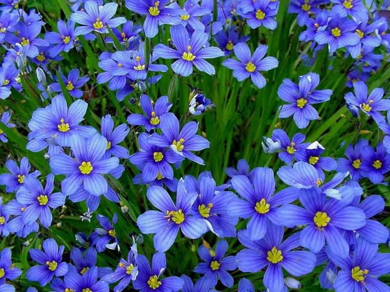 File:Sisyrinchium angustifolium blue-eyed grass stream.jpg - Wikimedia  Commons