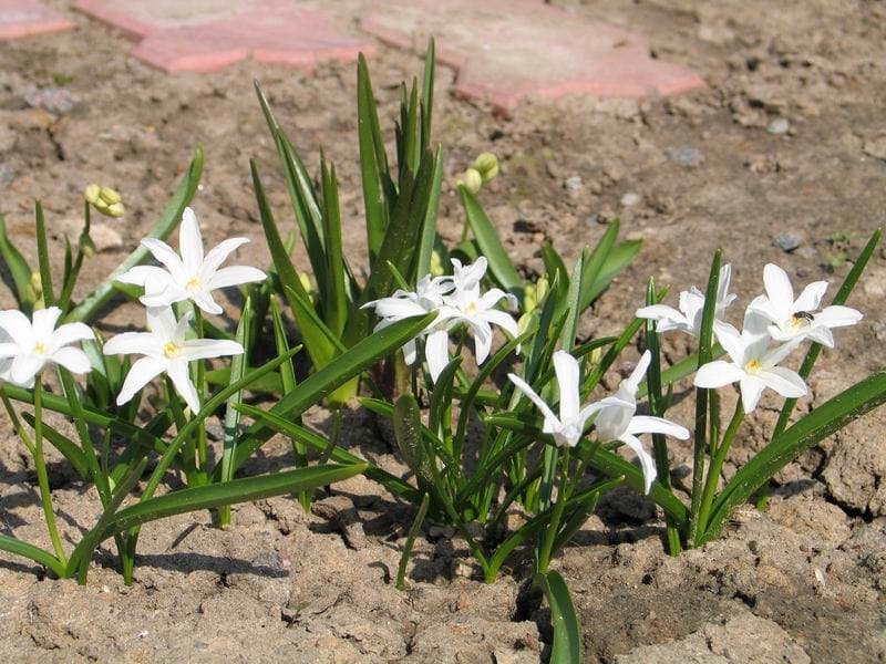 File:Sneeuwroem, klein bolgewasje. (Chionodoxa). Locatie, Tuinreservaat  Jonker vallei 02.jpg - Wikimedia Commons